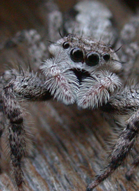 Platycryptus undatus